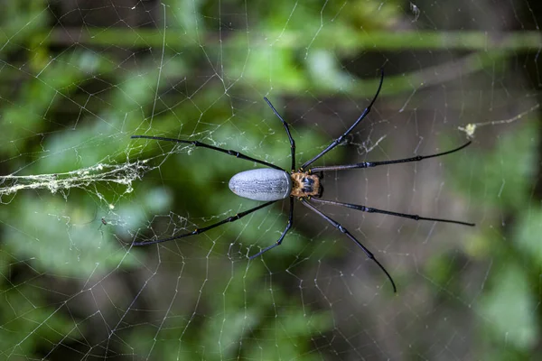 매크로가 거미집에 거미줄 거미를 — 스톡 사진