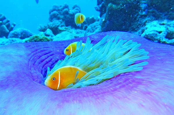 Close up of a pair of anemone fish in their anemone in a coral reef during daytime