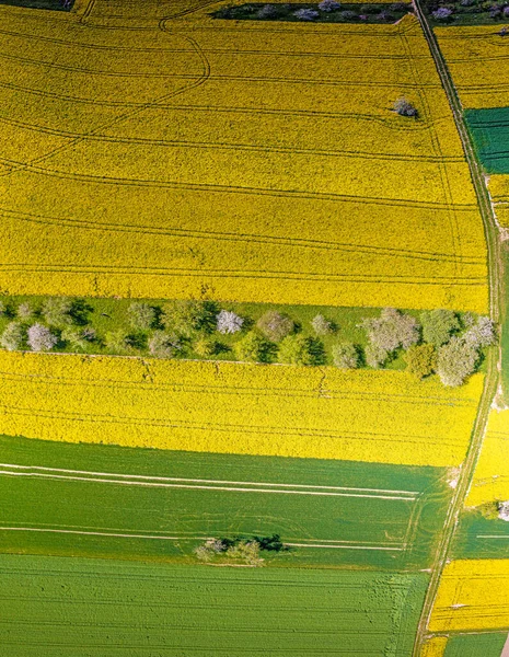 Vertikální Snímek Pole Znásilnění Jaře Typické Jasně Žluté Barvě Během — Stock fotografie