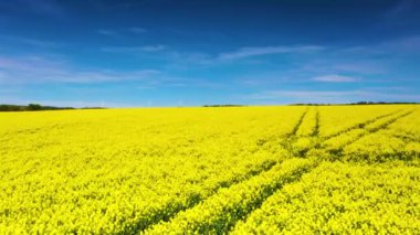 İlkbaharda çiçek açan ve parlayan sarı tecavüz sahalarının üzerindeki uçuş videosu.
