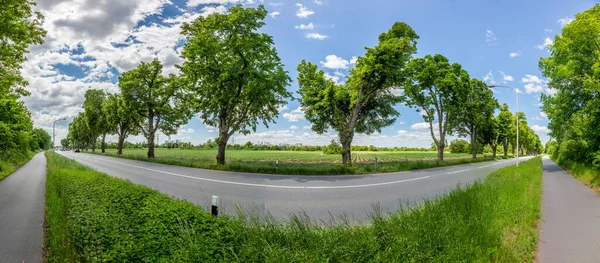 Panoramabild Von Alleebäumen Entlang Einer Bundesstraße Deutschland Bei Tag Der — Stockfoto