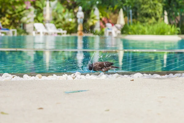 Gündüz Vakti Otel Havuzunda Serinleyen Bir Güvercin Görüntüsü — Stok fotoğraf