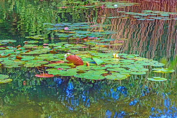 Imagem da lagoa de lírio aquático tropical — Fotografia de Stock