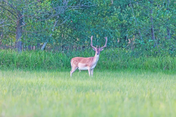 Ritratto di cervo con grandi corna in piedi sul prato — Foto Stock