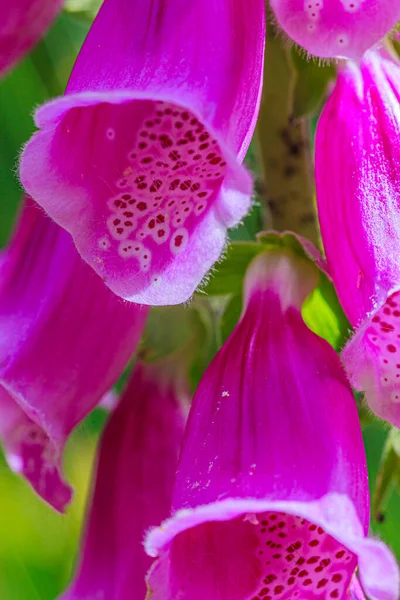 Macro shot of pink aconite flowers with beautiful drawing — Stock Photo, Image