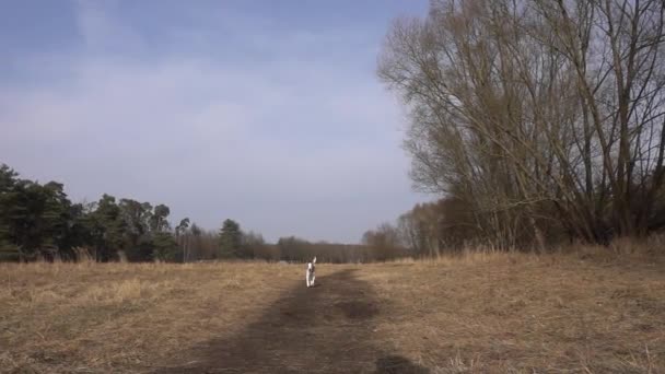 Vídeo Cámara Lenta Jack Russell Terrier Corriendo Hacia Cámara Durante — Vídeos de Stock