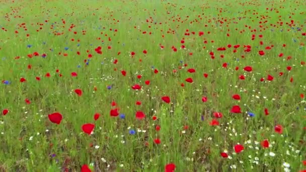 Drone Video Flight Colorful Poppy Field Low Altitude Daytime — Stock Video