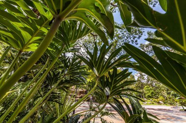 Gündüz vakti palmiye yapraklarından yaprak çatısı resmi