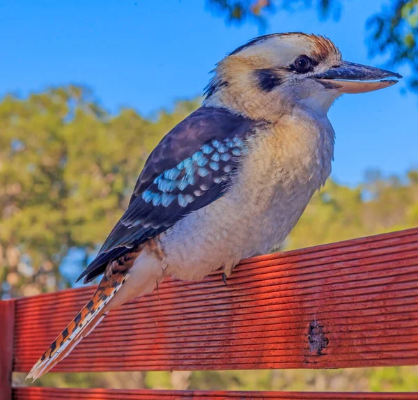 Porträt Eines Sitzenden Kookaburra Aufgenommen Während Des Tages Australien — Stockfoto
