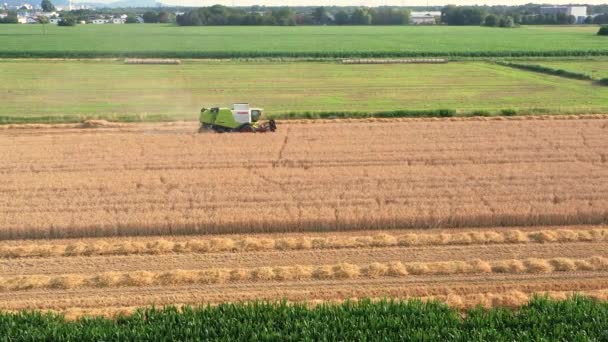 Drone Video Combine Harvester Harvesting Wheat Field Evening Low Sun — Αρχείο Βίντεο