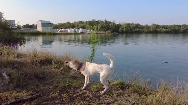 Långsam Rörelse Video Ung Hund Torkar Sig Genom Att Skaka — Stockvideo