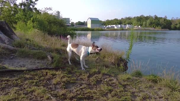 幼犬白天游泳后抖动晒干身体的慢镜头 — 图库视频影像