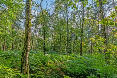Karışık ormanın panoramik görüntüsü. Yaz ortasında akşam vakti eğreltiotları yerde.