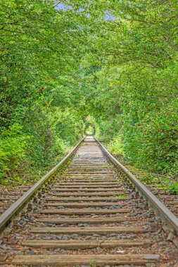 Yazın, yoğun bir şekilde büyüyen bir ormandan geçen kullanılmayan bir demiryolu hattı boyunca görüntü