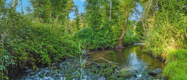 Gündüz vakti yeşil yemyeşil ormanlarda akan akarsuyun görüntüsü