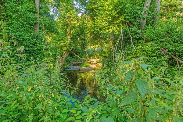 Bild Des Baches Der Tagsüber Durch Grünen Üppigen Wald Fließt — Stockfoto