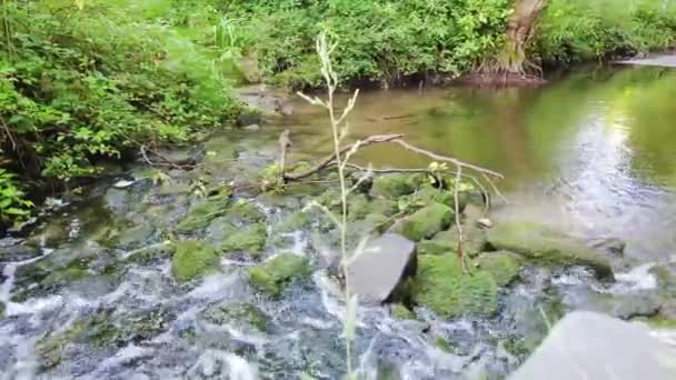 Video Babbling Brook Clean Water Flowing Slowly Forest Summer — Stock Video