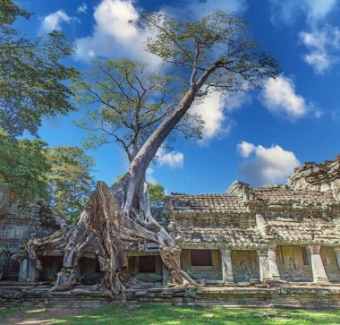 Angkor arkeoloji parkı Kamboçya 'daki Ta Prohm tapınağının duvarlarını örten köklü uzun ağaç.