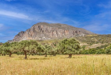 Girit 'te, parlak mavi yaz gökyüzü altında yaşlı ağaçlar ve dağlarla manzaralı zeytin koruluğu