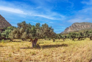 Girit 'te, parlak mavi yaz gökyüzü altında yaşlı ağaçlar ve dağlarla manzaralı zeytin koruluğu
