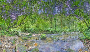 Tayvan 'da bir yağmur ormanı nehrinin panoramik manzarasında yosunlu kayalar berrak akan su ve yoğun orman bitki örtüsü var..