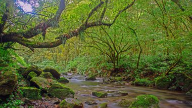 Bereketli Tayvan yağmur ormanları akarsu yosunlarıyla kaplı kayalar ve yoğun yeşil bitki örtüsü sakin bir doğa manzarası yaratıyor..