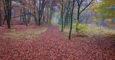 Parlak yeşillik ve ılık mevsimsel renklerle canlı bir sonbahar ormanında süzülen bir dron doğal manzarayı ve pürüzsüz hava hareketini yakalar.