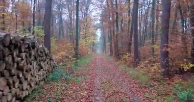 Parlak yeşillik ve ılık mevsimsel renklerle canlı bir sonbahar ormanında süzülen bir dron doğal manzarayı ve pürüzsüz hava hareketini yakalar.