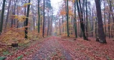 Parlak yeşillik ve ılık mevsimsel renklerle canlı bir sonbahar ormanında süzülen bir dron doğal manzarayı ve pürüzsüz hava hareketini yakalar.