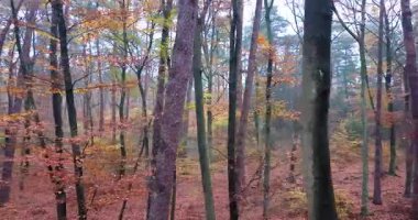 Parlak yeşillik ve ılık mevsimsel renklerle canlı bir sonbahar ormanında süzülen bir dron doğal manzarayı ve pürüzsüz hava hareketini yakalar.