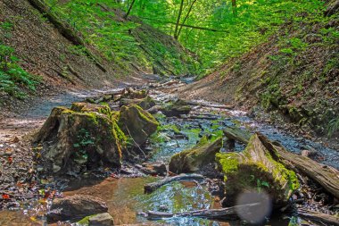 Küçük bir dere yosunlu kütükler, kayalar ve yumuşak yaz ışıklarıyla bir orman geçidinde akıyor..