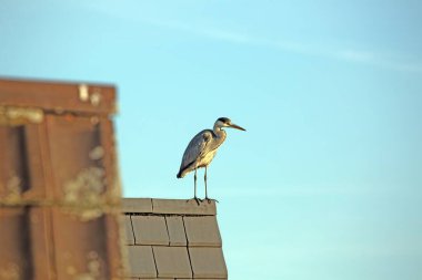 Gri balıkçıl, parlak mavi gökyüzüne karşı parlak bir sabah ışığında fayanslı bir çatının kenarında duruyor..