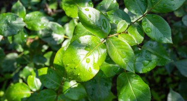 gül yaprakları yakın