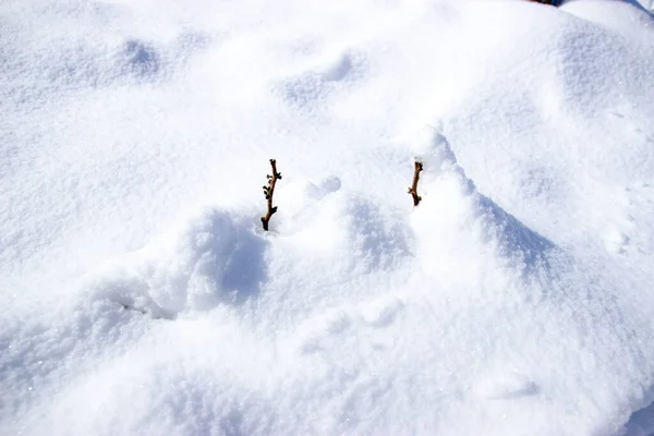 Besneeuwde Boomkiemen Het Winterbos — Stockfoto