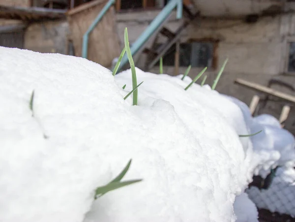 Gras Bedekt Met Sneeuw — Stockfoto