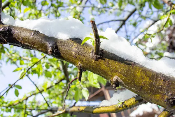 Neve Derretendo Árvore Primavera — Fotografia de Stock