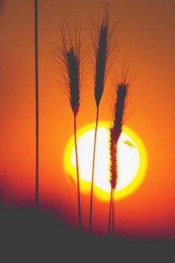 Gün batımında buğday manzarası 