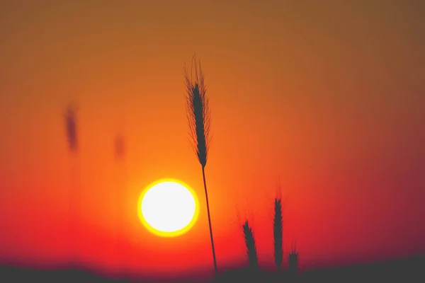 Trigo Atardecer Vista Panorámica — Foto de Stock