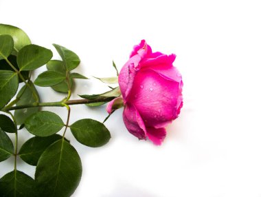 Beyaz arka planda pembe gül