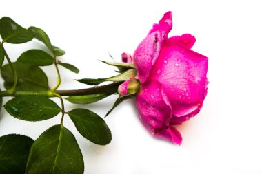 Beyaz arka planda pembe gül