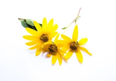 Sarı çiçek seti beyaz arkaplanda izole edilmiş.