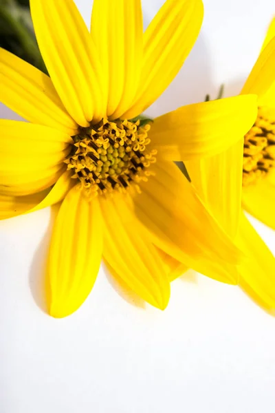 Yellow flower set closeup isolated on white background