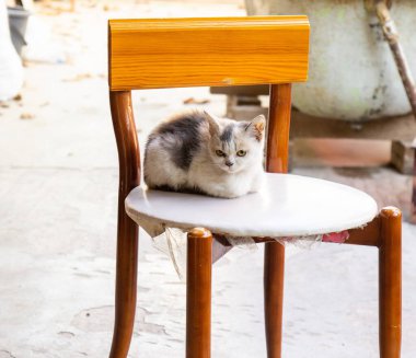 Şirin kedi sokakta oturuyor.