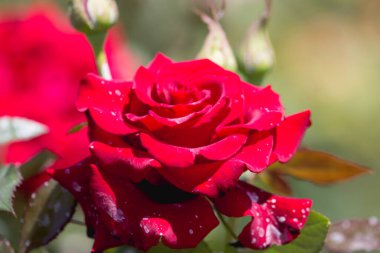 Bahçedeki güller yakın