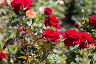 Bahçedeki güller yakın