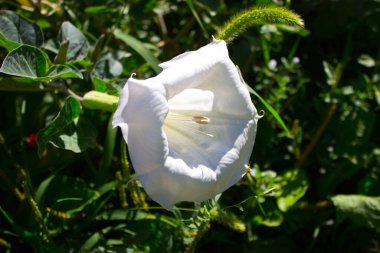 Bahçedeki beyaz çiçek 