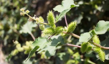 Baharda yabani bitkiler, yakın