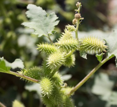 Baharda yabani bitkiler, yakın