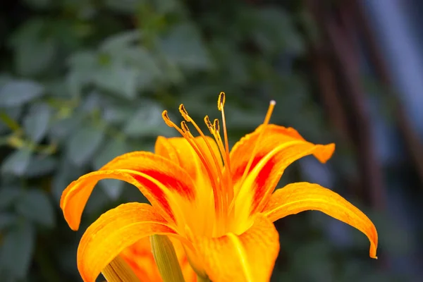 Rozkvetla Oranžová Květina — Stock fotografie