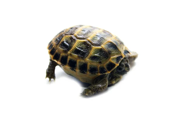 Närbild Rysk Box Sköldpadda Isolerad Framför Vit Bakgrund — Stockfoto